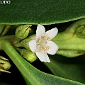 Myoporum boninense subsp. australe (Mangrove Boobialla) found in Ellie Point Cairns<br />Canon KDX (400D) + EFS60 F2.8